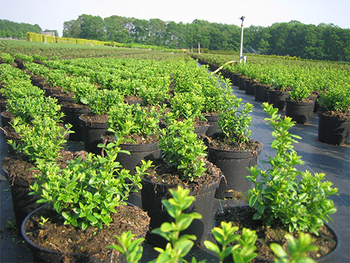 Fidanlık & Bahçe Narket